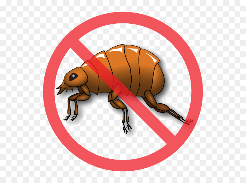 벼룩(Flea)과의 전쟁 Pest Control