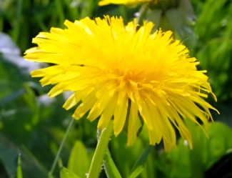 자연 건강: 암세포를 박멸하세요! 민들레 뿌리는 48시간 내에 암세포의 98%를 박멸할 수 있습니다(영상)