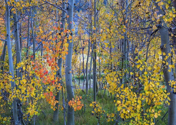 2020 edition of Bishop Fall Color