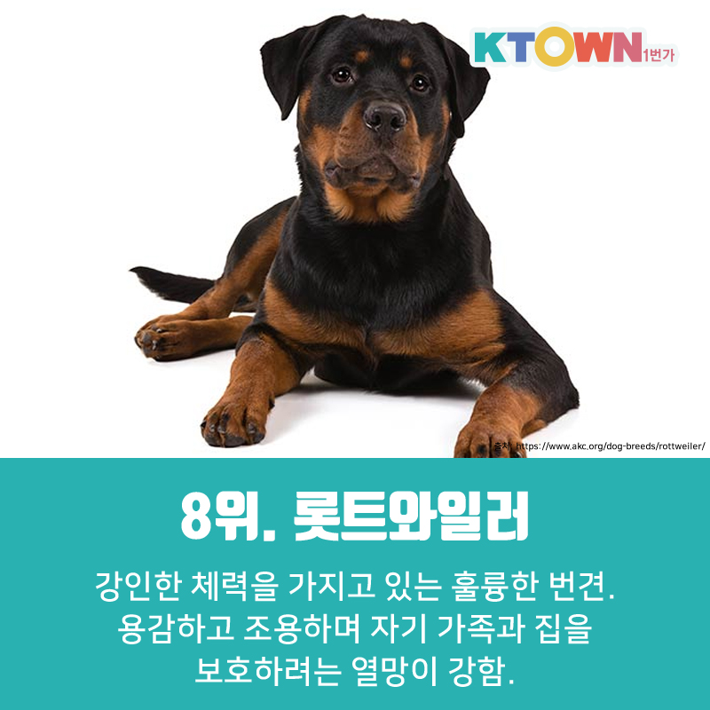 미국에서 인기있는 견종 순위!