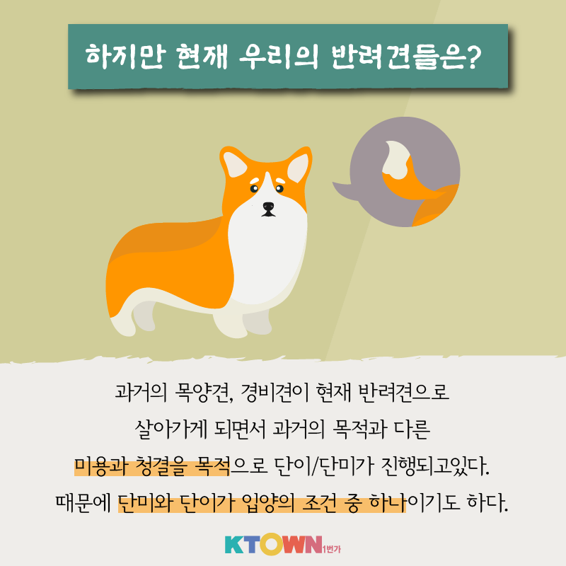 강아지 단이와 단미 수술, 꼭 필요할까?