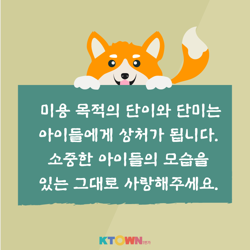 강아지 단이와 단미 수술, 꼭 필요할까?