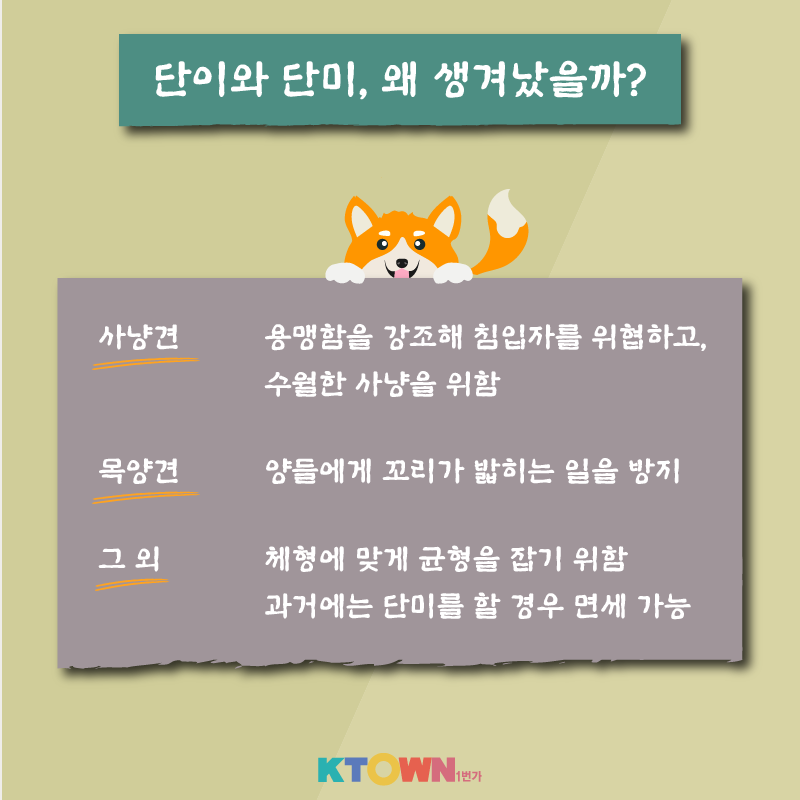 강아지 단이와 단미 수술, 꼭 필요할까?