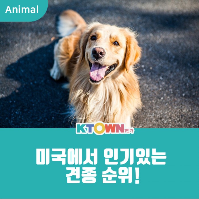 멍멍멍! 미국에서 인기있는 견종 순위!