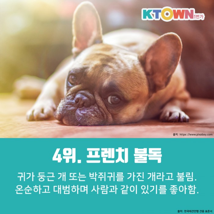 멍멍멍! 미국에서 인기있는 견종 순위!