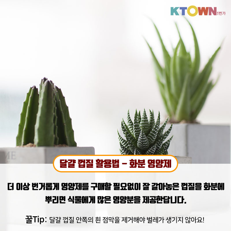 실생활에 적용할 수 있는 달걀 활용법!