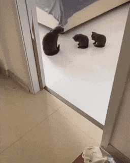 오늘은 고양이 세수를 알려줄게요~ 오늘은 고양이 세수를 알려줄게요~
