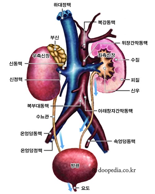 방광 본문 이미지 1