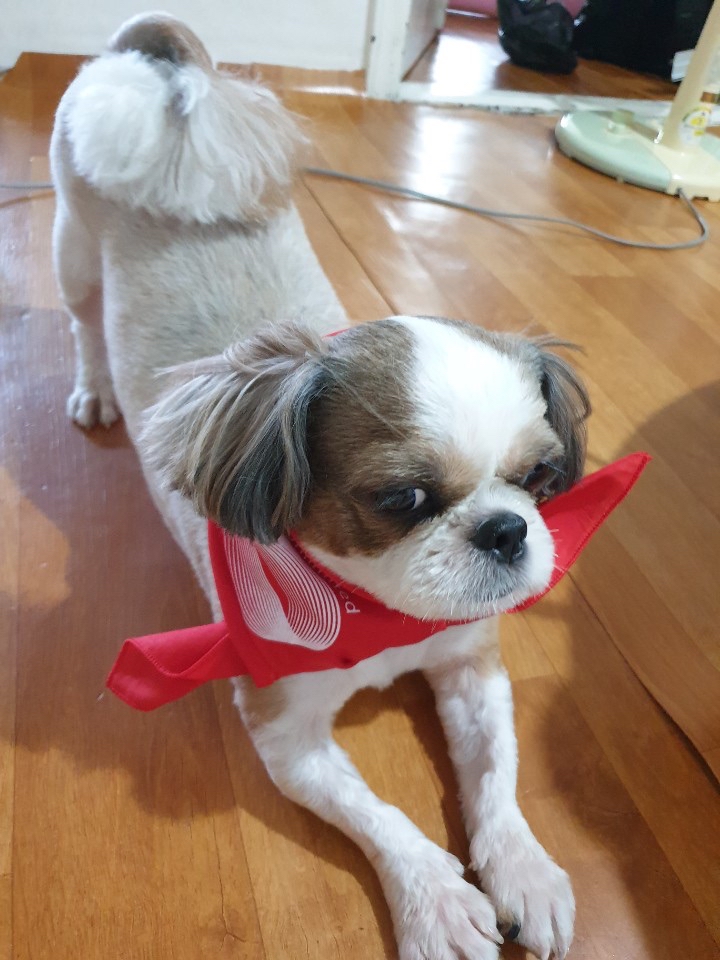 요가하는 시츄